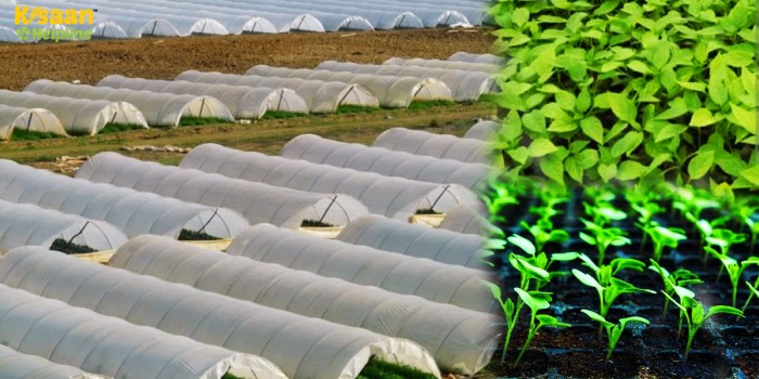 अधिक से अधिक लाभ कमाने के लिए अगेती गर्मी की सब्जियों की नर्सरी लो कॉस्ट पॉली टनल में उगाए